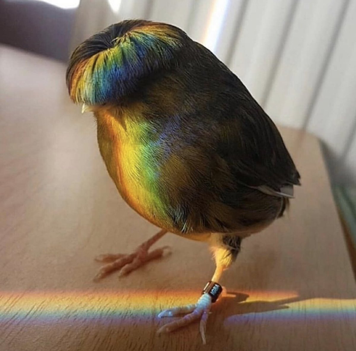 Did we just discover El Cuh-hming bird?