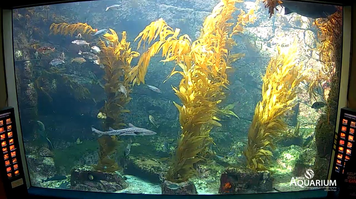 Tip: Check out  @Birch_Aquarium’s Kelp Cam to view a live stream of its Kelp Forest habitat. You can see leopard sharks and many other marine creatures found off the  #SanDiego coast.  #CreatureFeature  https://aquarium.ucsd.edu/kelpcam 