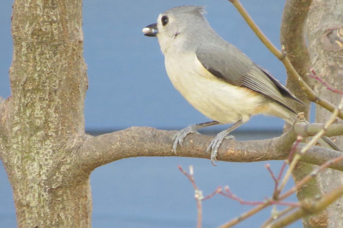commreview's tweet image. A tufted titmouse perches on a branch of a Japanese maple tree on a recent sunny afternoon.