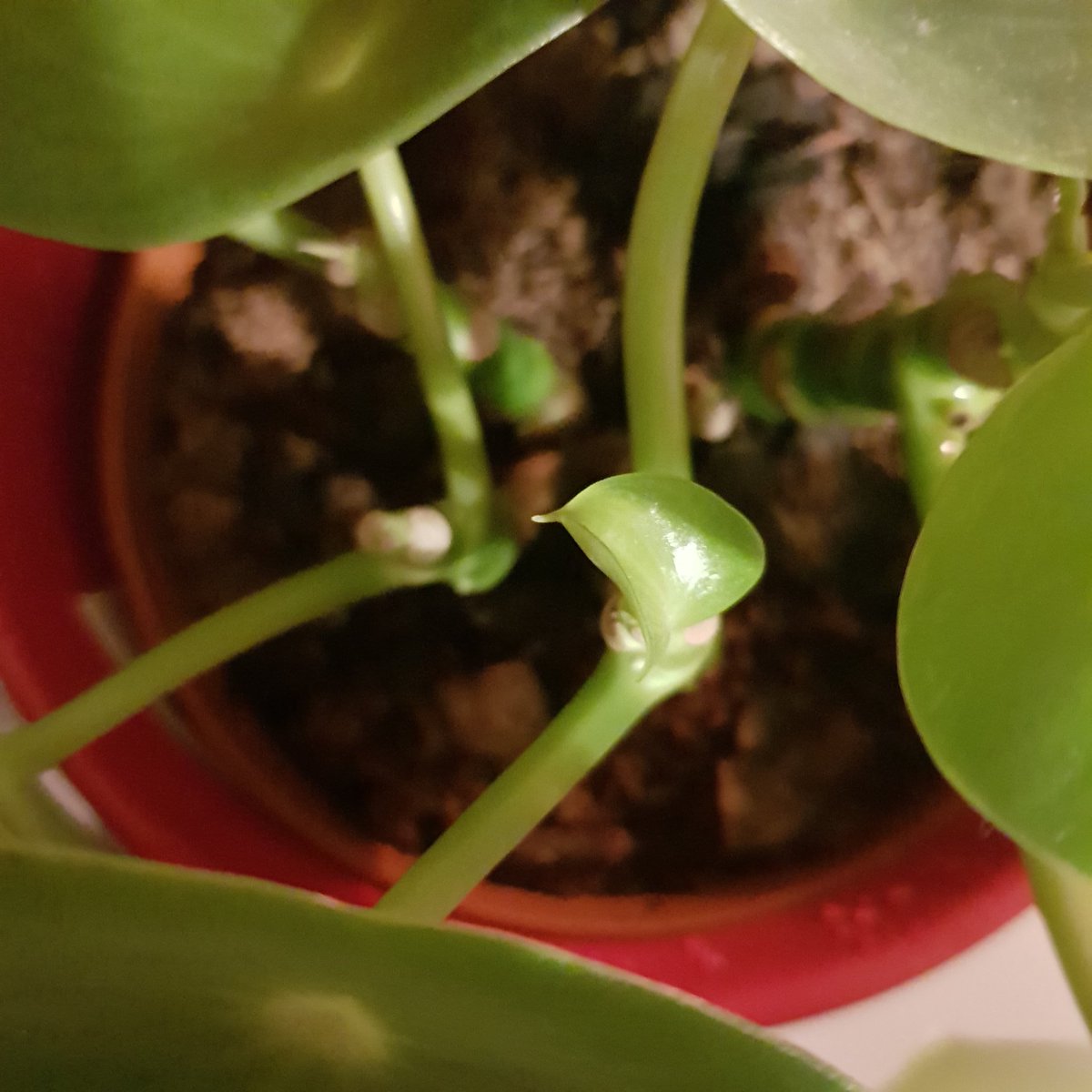 19.3.2020: three okay things • Mil developed a teeny tiny tail like a piglet • my peperomia is sprouting a new leaf • my socks have yoga cats on them  #threeokthings  #seekingsunshine