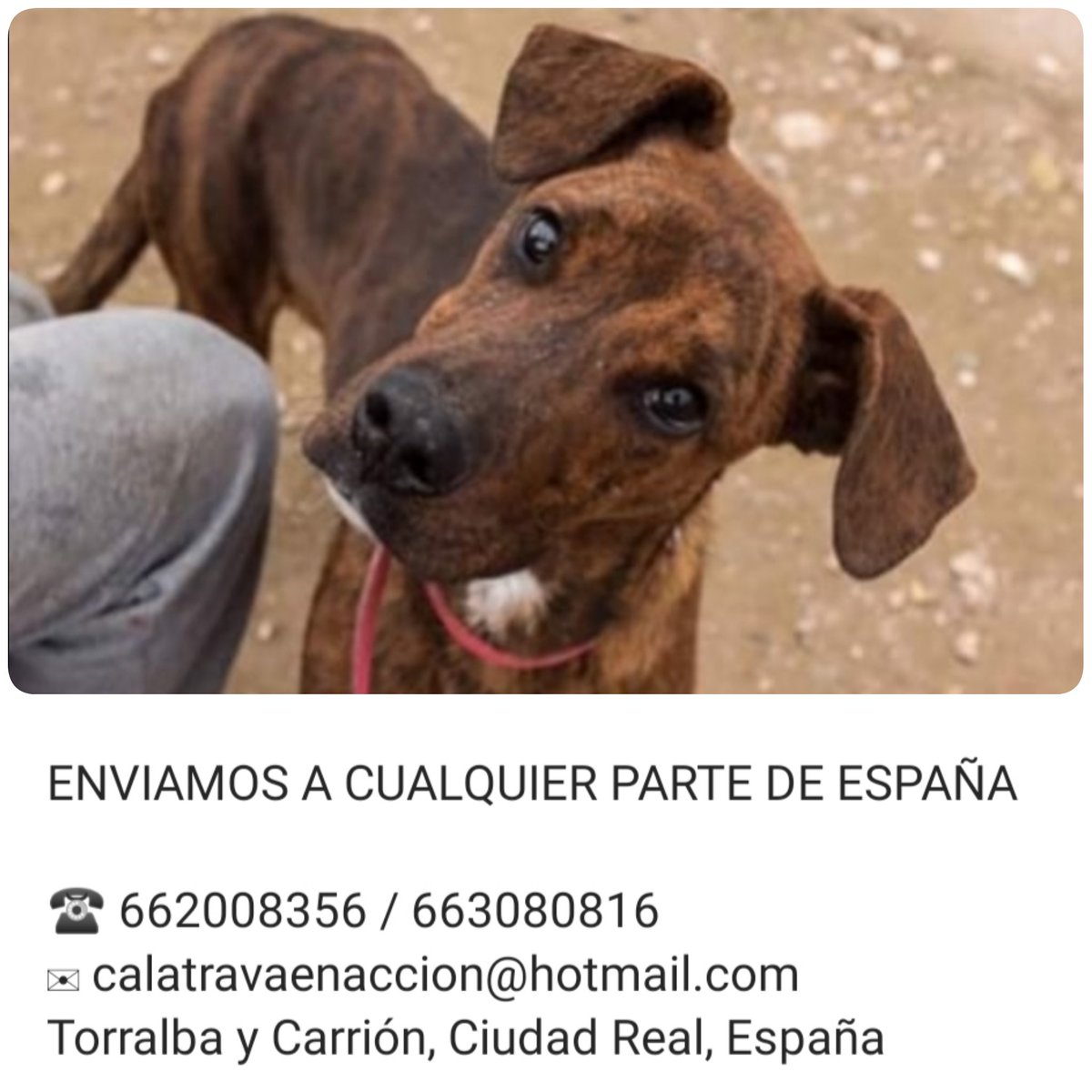 Calatrava en Acción tweet media