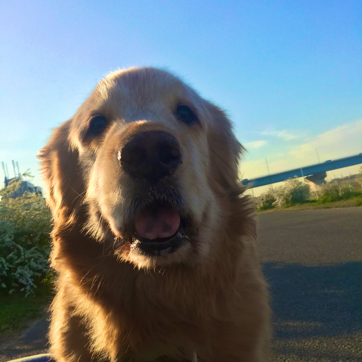 おもしろ犬