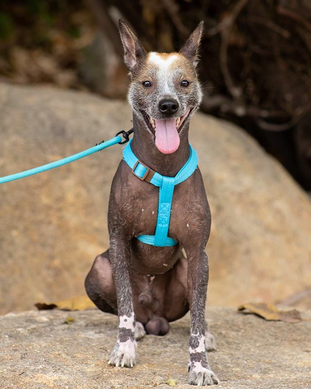 VisualVEGA's tweet photo. Happy Boy!
.
.
.
#xolo #ruff #life #dog #doggie #trendy #pup #doggie #vietnam #nhatrang #xoloitzcuintli #Mexican #hairless #mexicanhairless #smooth #boy https://t.co/5is3hGCDJd https://t.co/E3SFcEEpnJ