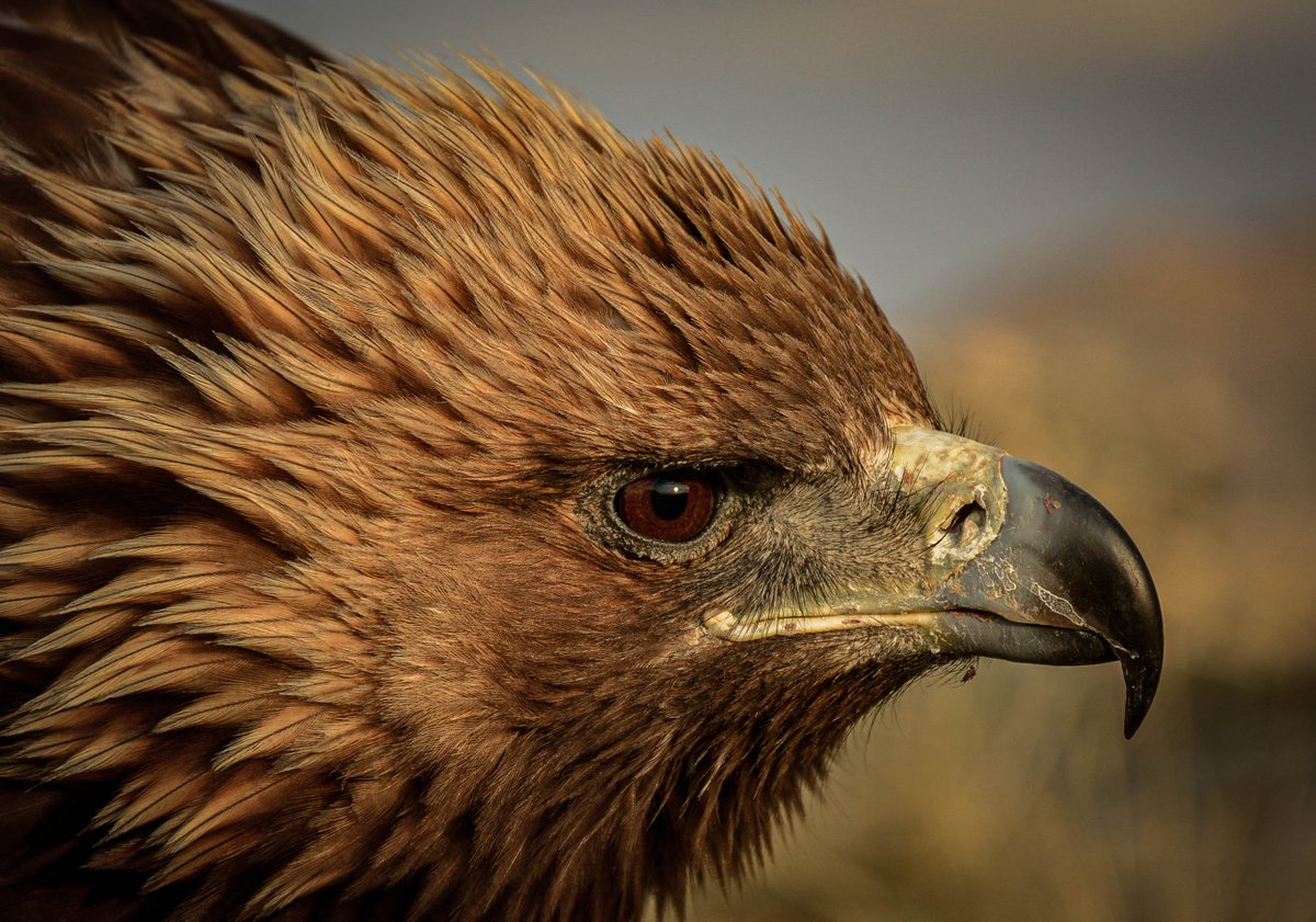 HTMongolia's tweet photo. Hunting with Golden Eagles..yes, that's a thing here in #Mongolia. Join our #EagleHunter ride or our #BlueWolfTotem epic expedition in 2021 and come experience it yourself.

photo @NurmukhamedBattur

#ridelikechinggis #eagles #wildlife #adventure #BucketList #MakeADifference https://t.co/HVh0eSj7cx