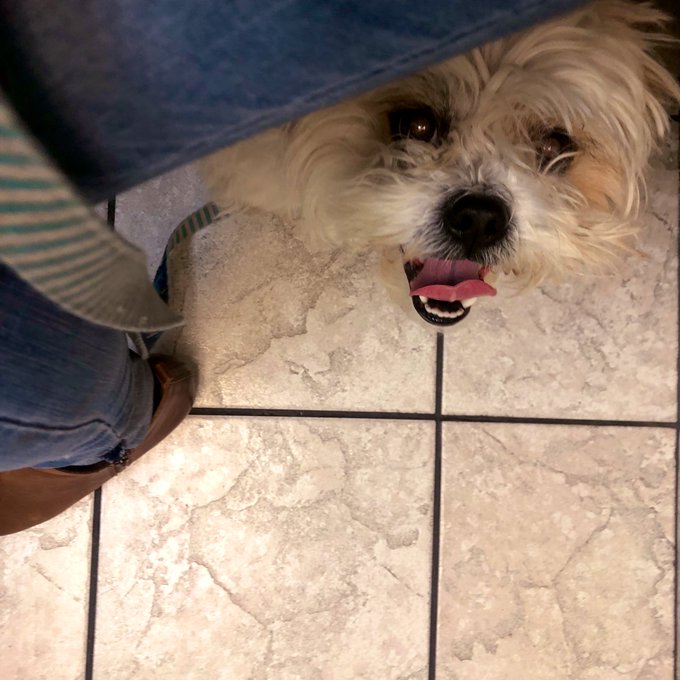 Adventures of Noods at the vet https://t.co/kNPx10pphU<a href="/tag/cleandog"class="tags"><span>#cleandog</span></a>