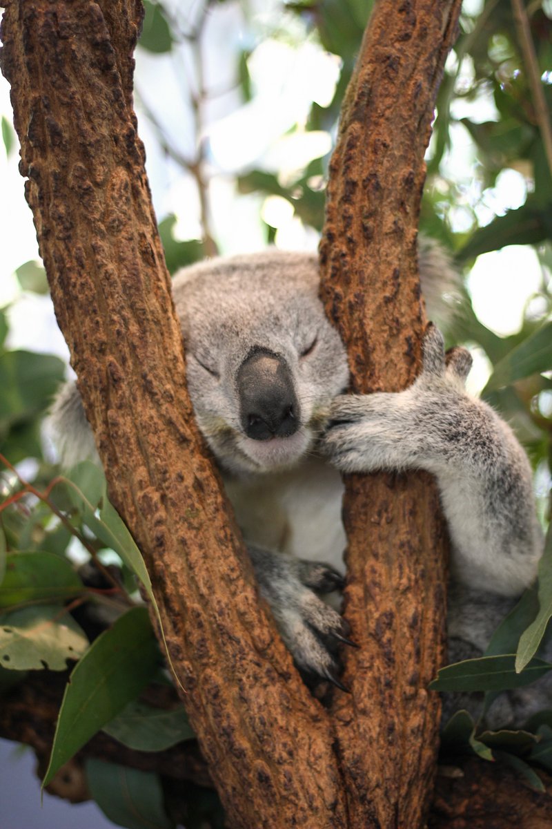 Lone Pine Koala Sanctuary currently has 15 livestream videos and more to be released next week. Check out our exhibit cameras here: Lone Pine Koala Sanctuary webcams: koala.net/webcams YouTube Channel: youtube.com/lonepinekoala #lonepinekoala #coronavirusau