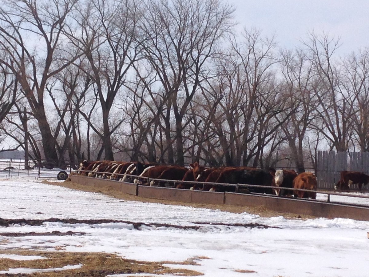 FGP Cattle tweet media