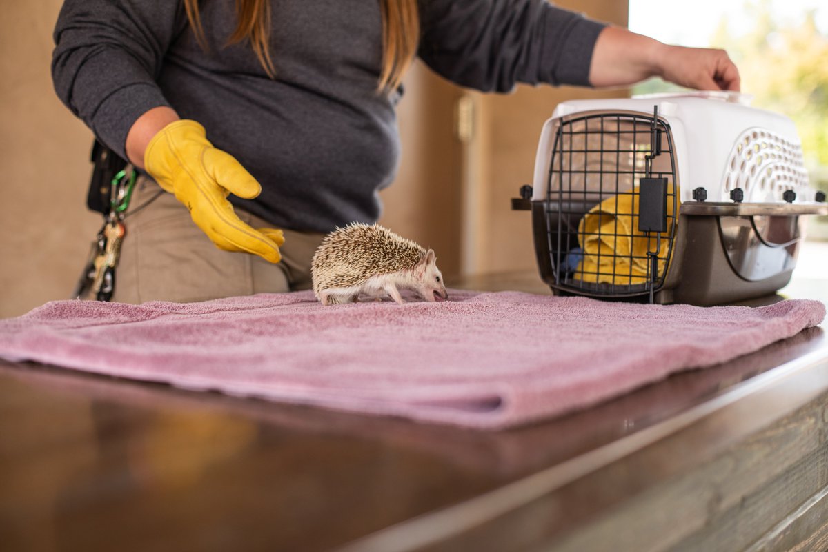 And that’s a wrap on shooting with our zookeeper Mia and some of the ambassador animals from our education department! We’re excited to be able to bring the Zoo To You with a number of educational and fun videos both curated and behind-the-scenes! Stay tuned!

#BringTheZooToYou