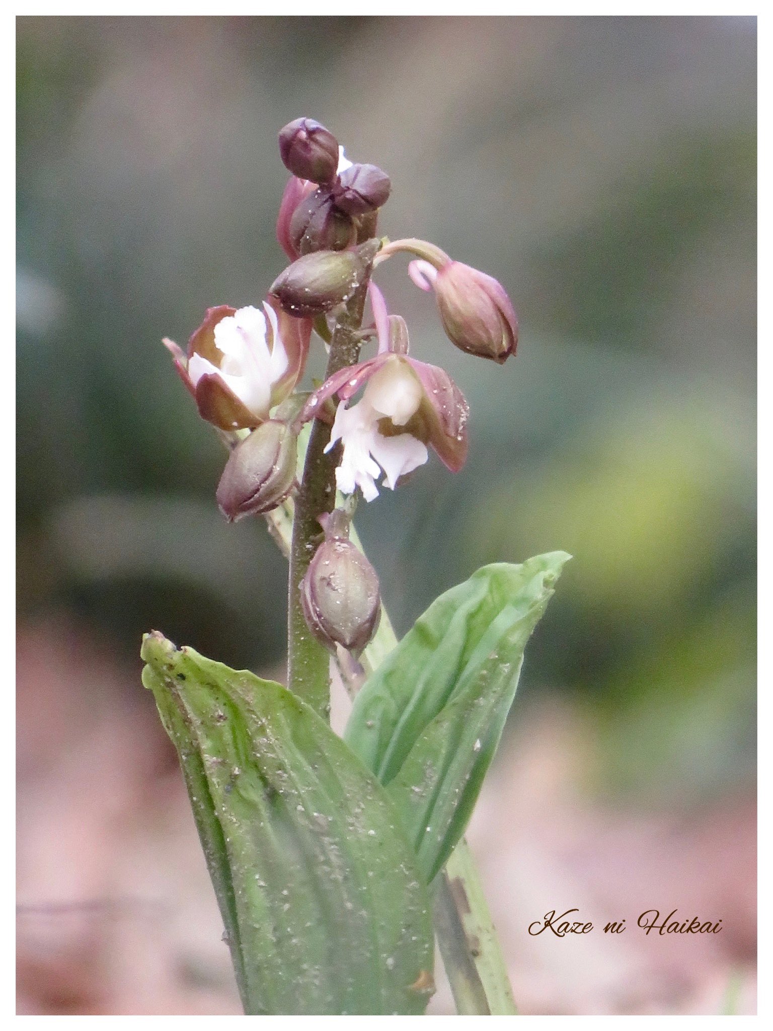 エビネラン Twitter Search Twitter