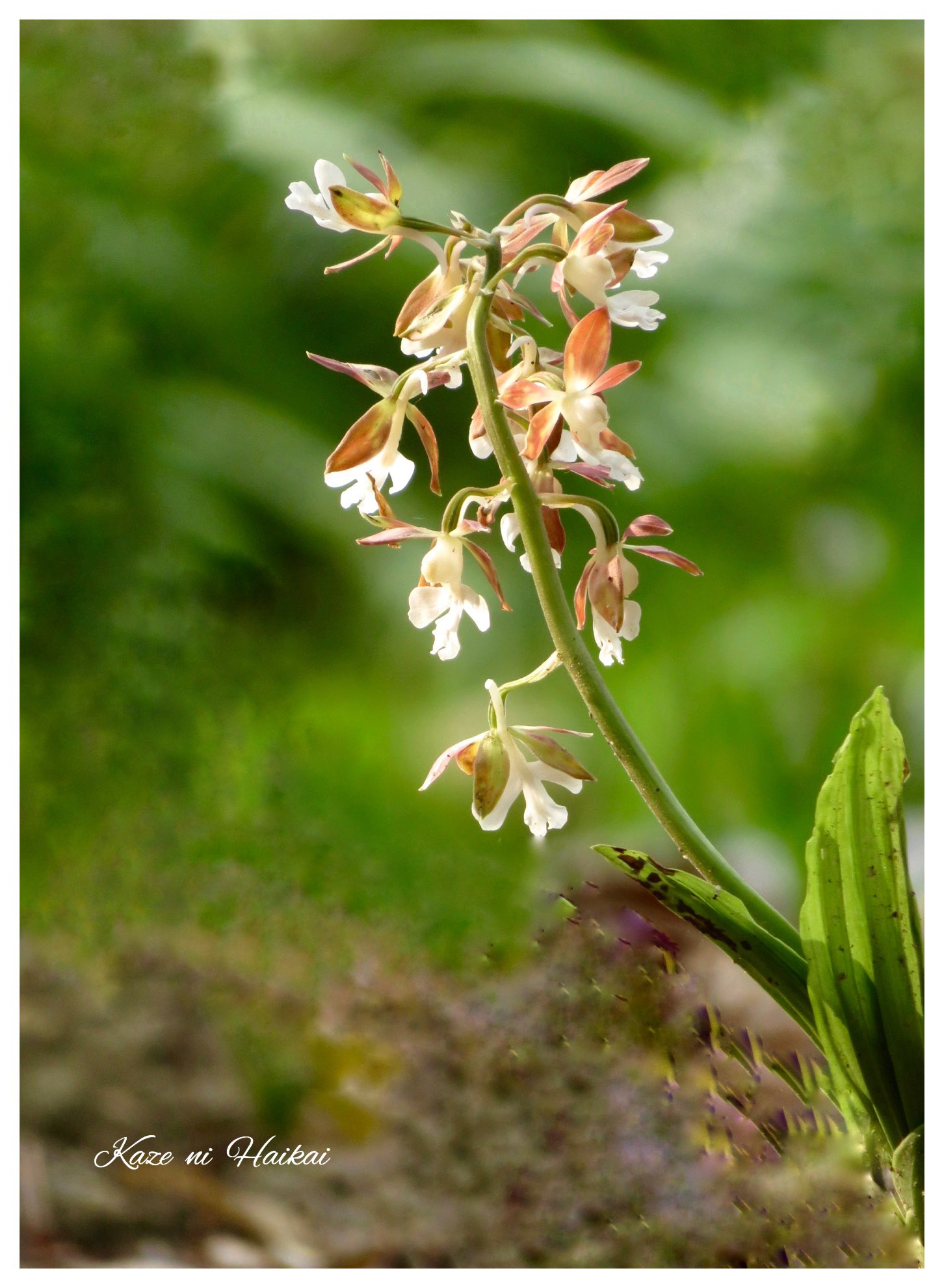 エビネラン Twitter Search Twitter