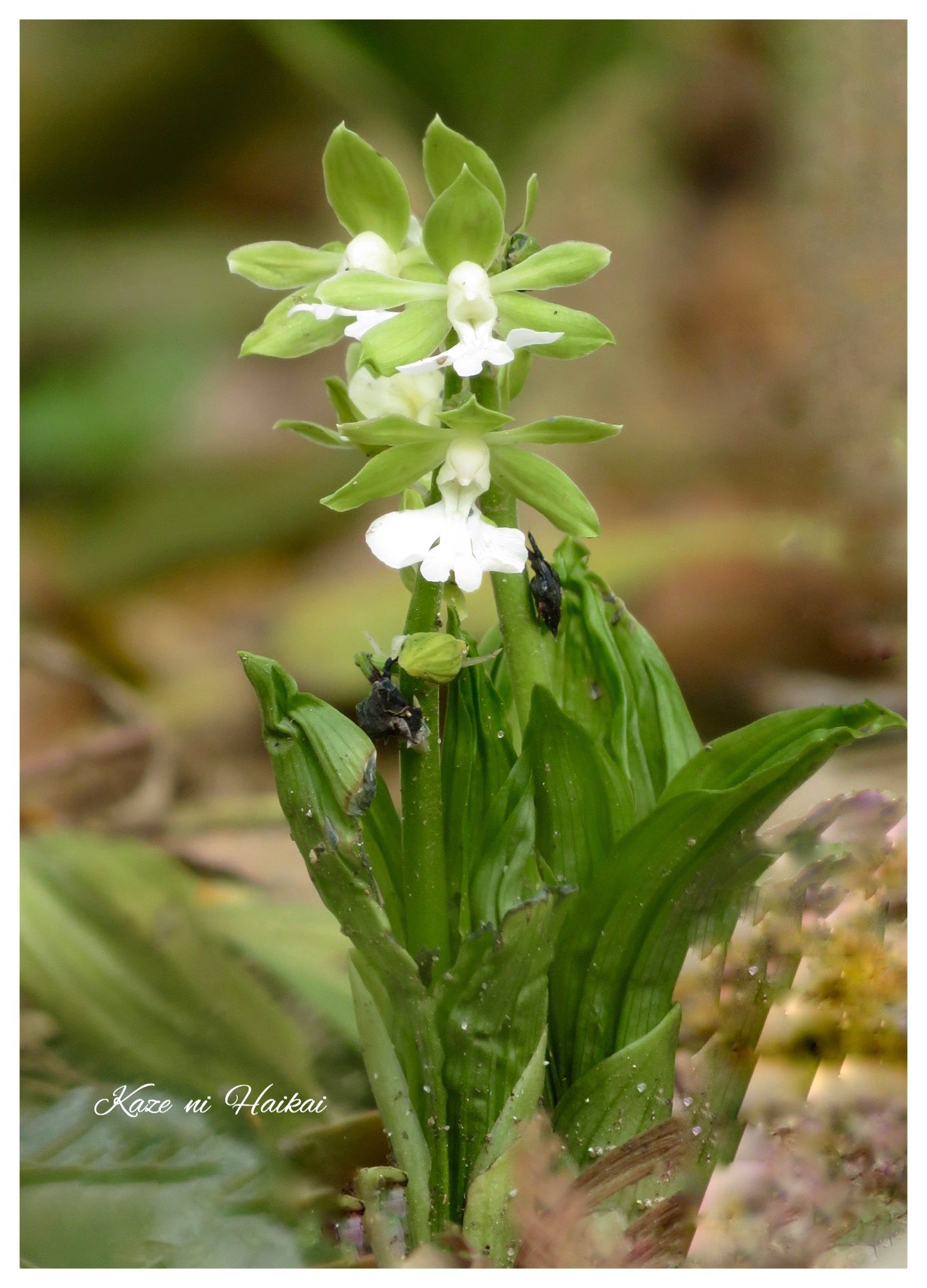 エビネラン Twitter Search Twitter