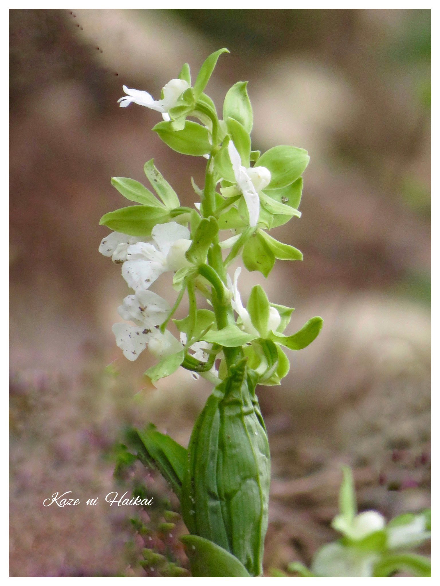 エビネラン Twitter Search Twitter