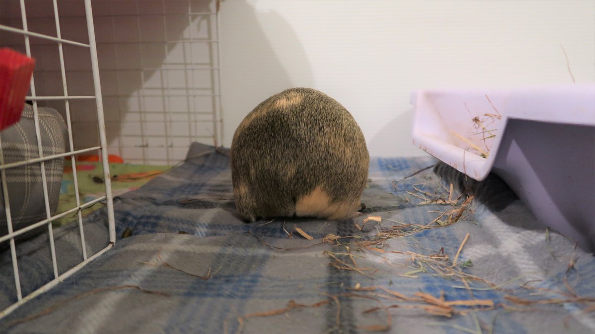 Can piggy tushy thursday be a thing? because I mean.....