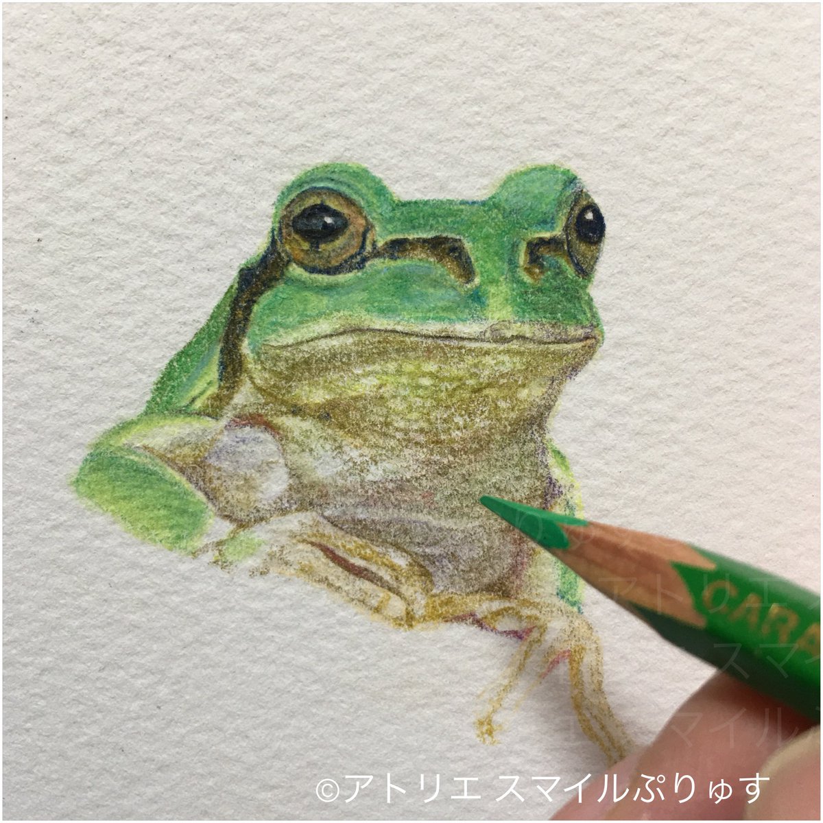 森口慶一 画家 色鉛筆画講師 在 Twitter 上 カエル 色鉛筆画 色鉛筆 色鉛筆アート Coloredpencil Pencils Pinting Art Artwork Pencildrawing Pencilart 色鉛筆絵 油性色鉛筆 色鉛筆画アート Coloredpencils Coloredpencil Art カランダッシュパブロ