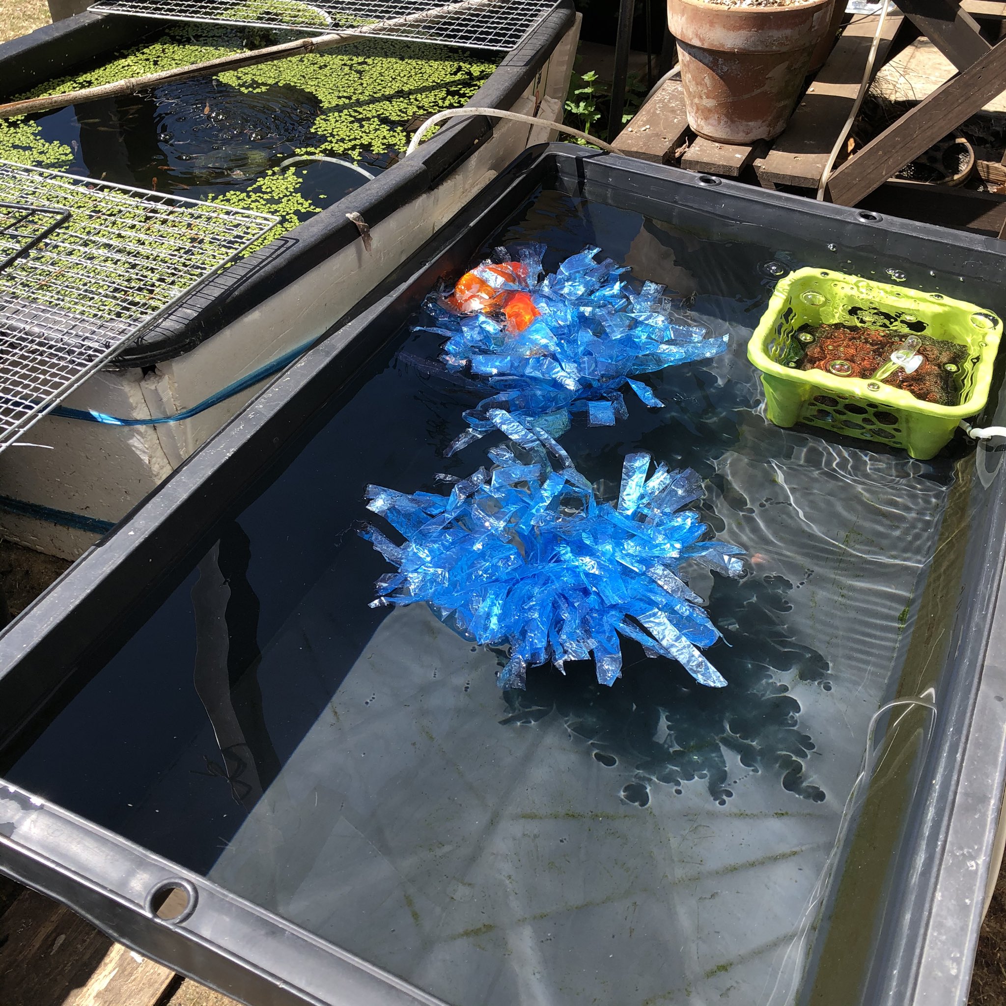 Twitter 上的 ベリル 慌てて産卵床 雑 作って入れた いたしてますね 春ですなぁ 金魚 らんちゅう T Co Rtojbsaaop Twitter