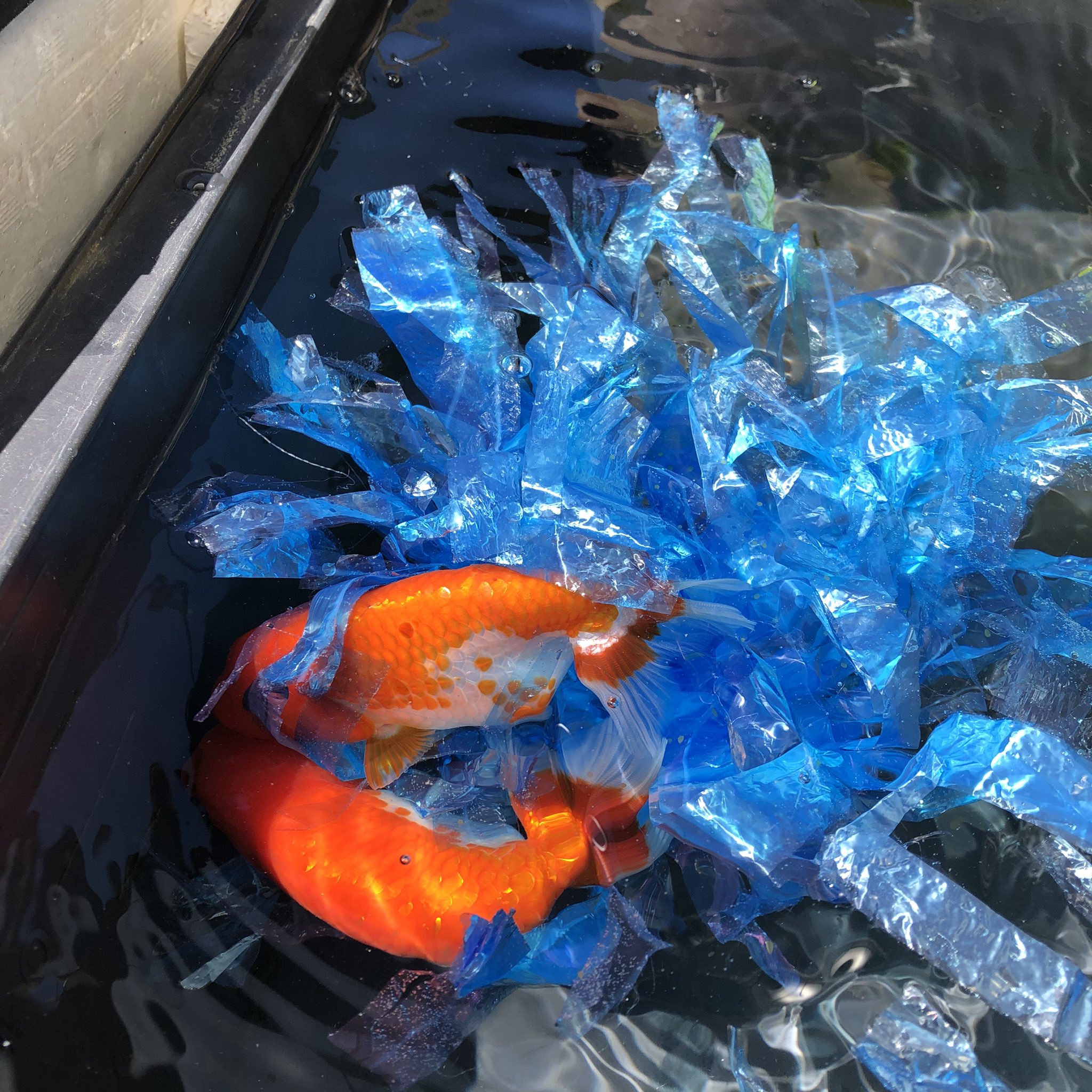 Twitter 上的 ベリル 慌てて産卵床 雑 作って入れた いたしてますね 春ですなぁ 金魚 らんちゅう T Co Rtojbsaaop Twitter