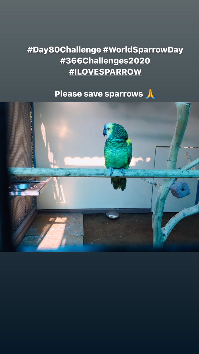 venkateshIND's tweet photo. #Day80Challenge #WorldSparrowDay #ROAMapp #366Challenges2020 #InternationalDayOfHappiness

#ILOVESPARROW 

Please save sparrows 🙏 https://t.co/dlQgyermmU
