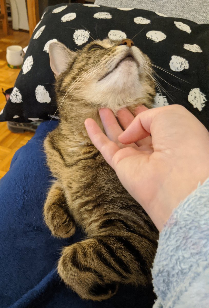 kitty demands chin scritches, kitty shall have chin scritches