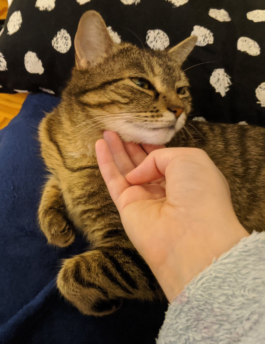 kitty demands chin scritches, kitty shall have chin scritches