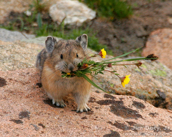 Nnedi's tweet photo. Here are some pikas bringing flowers and plants to your timeline. 🌻🌷💐🌺 https://t.co/IC26SGthYD