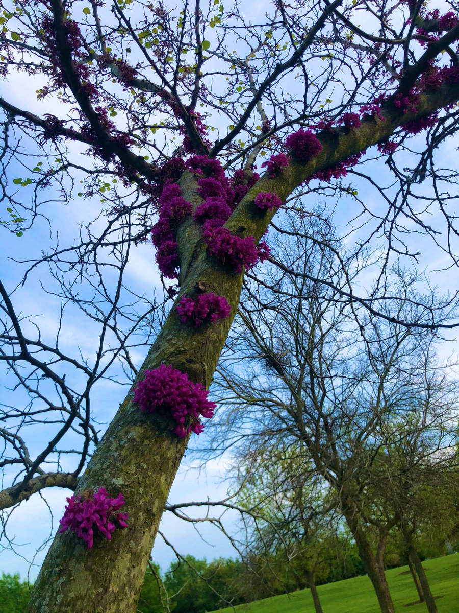 ckburgess546's tweet photo. Those blooms tho π #SanityRun #SocialDistancing #ATX #Austin https://t.co/Unzc1ll8JI