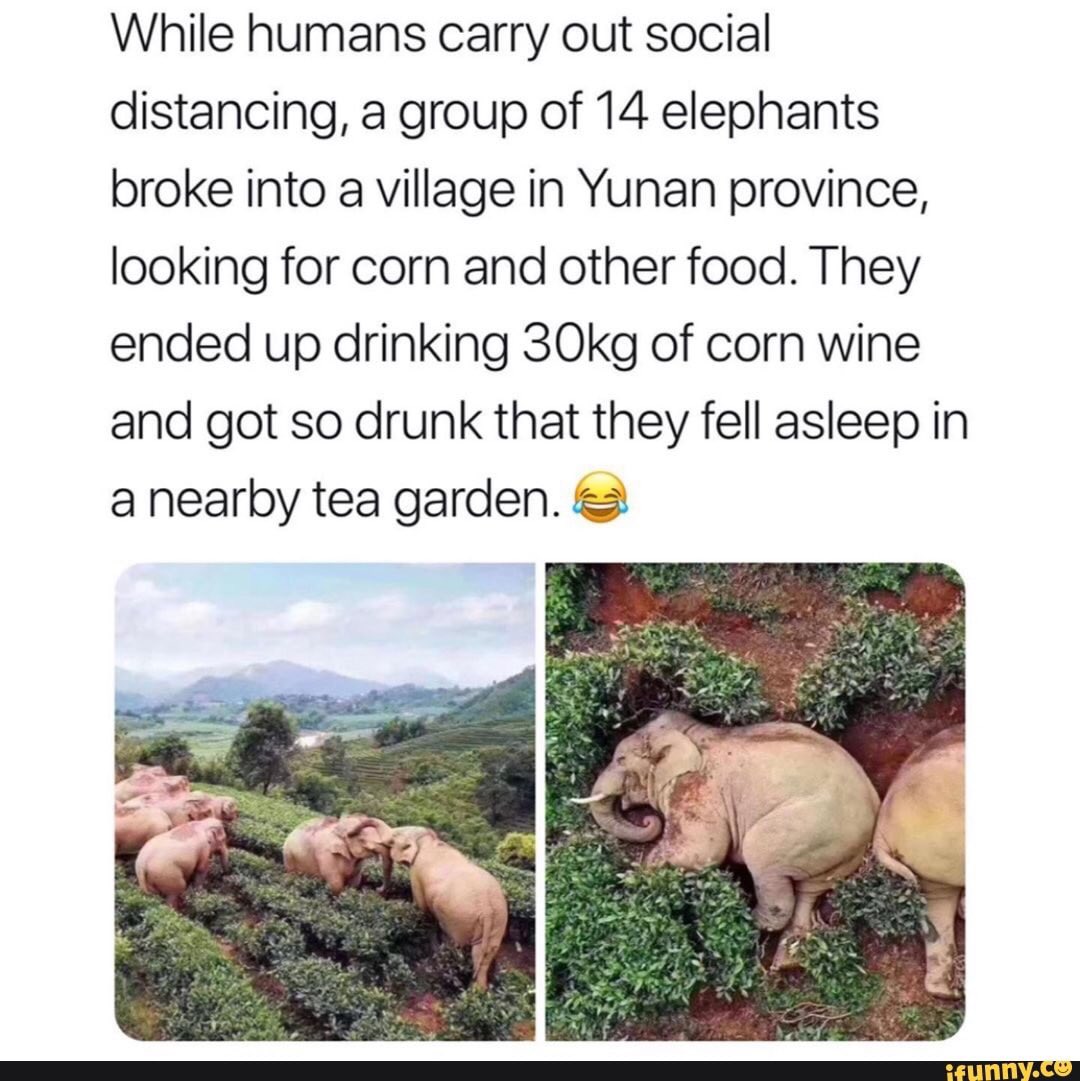 EvilBeardBrews's tweet photo. These elephants really have it figured out. https://t.co/mHAZQIP39C