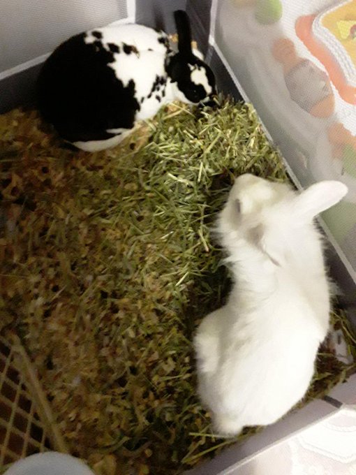 New pets https://t.co/ArFgUpKgtg<a href="/tag/newprofilepic"class="tags"><span>#newprofilepic</span></a>