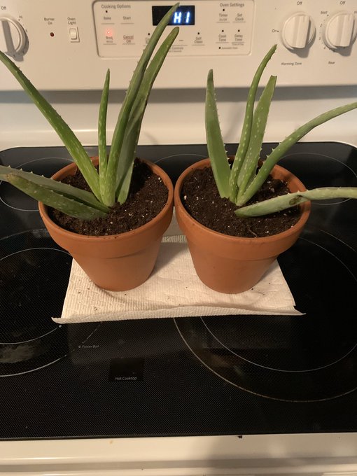Keeping my slobbery sick self entertained! I didn&rsquo;t realize my aloe was actually two plants!!! Stay safe<a href="/tag/onlyfans"class="tags"><span>#onlyfans</span></a>