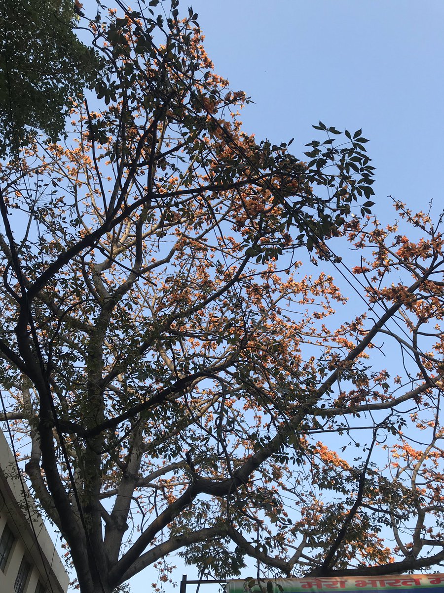 anubratach's tweet image. #springinDelhi #morningscenes #SocialDistancingWorks