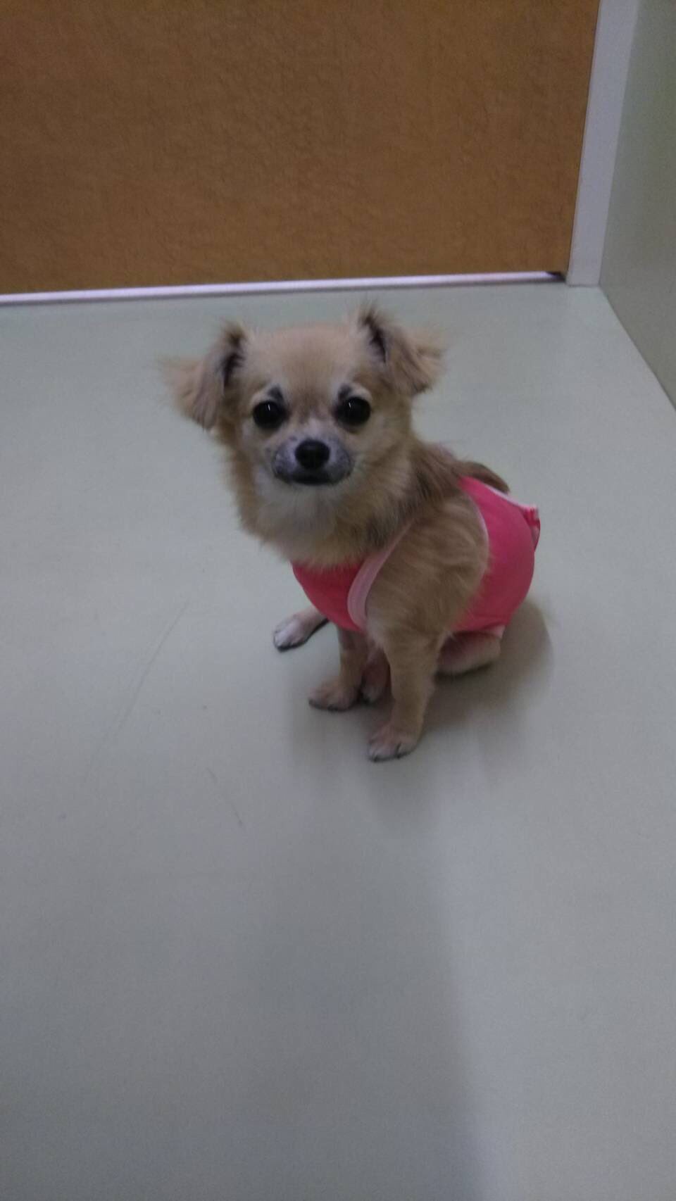 ライラック動物病院 Twitter પર 昨日避妊手術を頑張ったチワワちゃんです 元気いっぱいに本日退院です いつでもしっぽフリフリでスタッフもメロメロ たくさん遊びました またいつでも遊びに来て下さいね ライラック動物病院 動物病院 横浜市 新山下