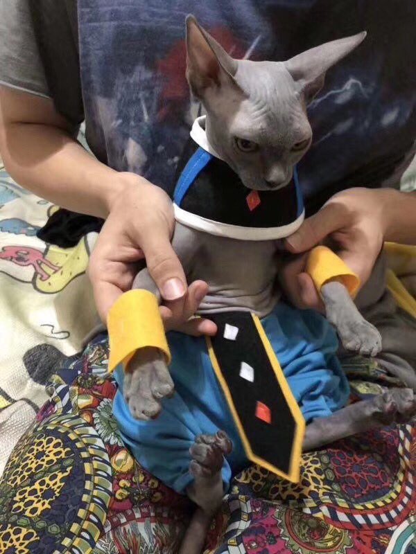 破壊の神様降臨 友達ん家にビルス様がいたんだけど 話題の画像プラス
