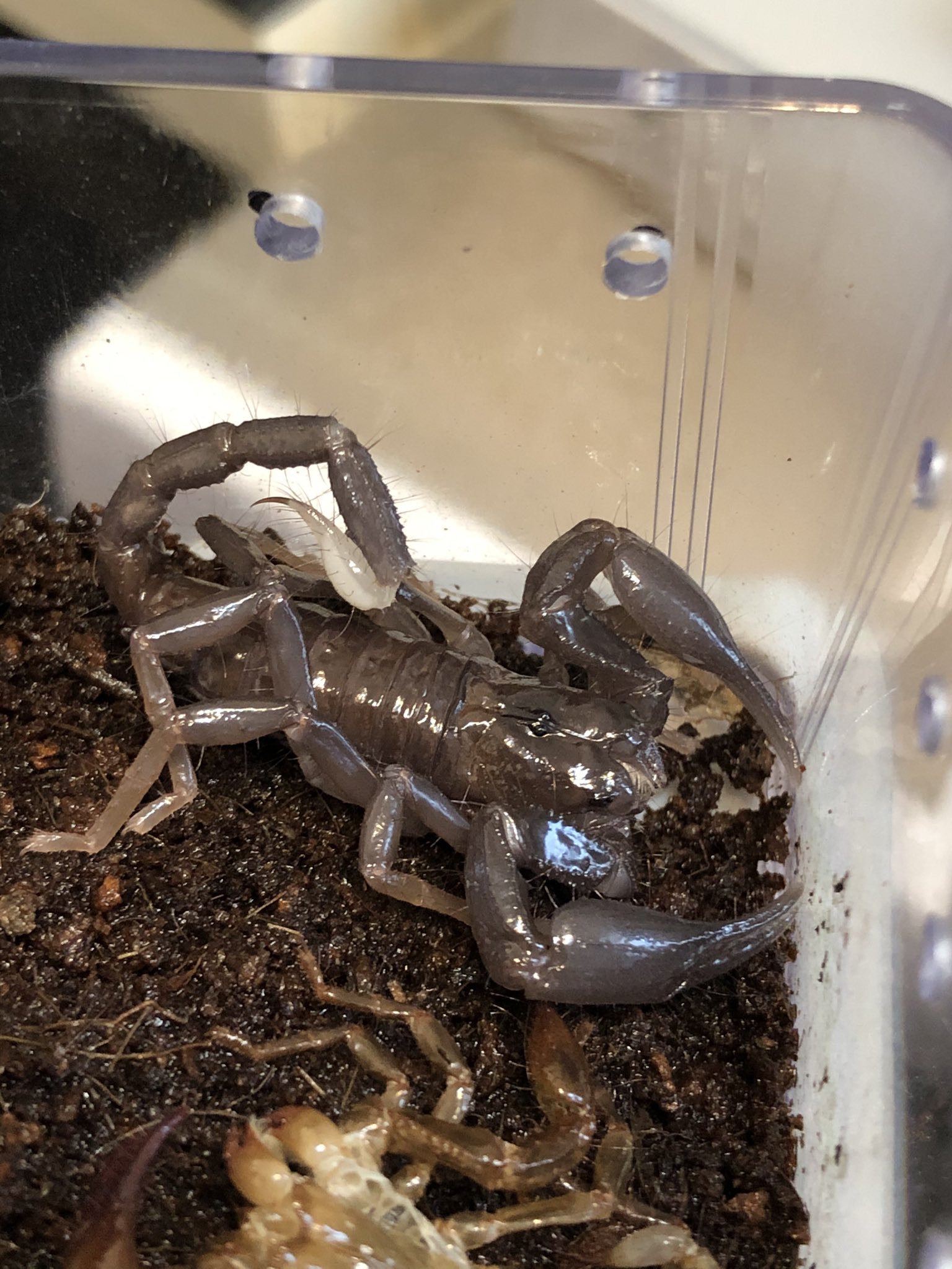 ぴぴんap 飼育系生き物youtuber 脱皮するとサソリって急にでかくなるから好き 他の種のベビーと比べてだいぶハサミの大きさが出てきた Spinifer