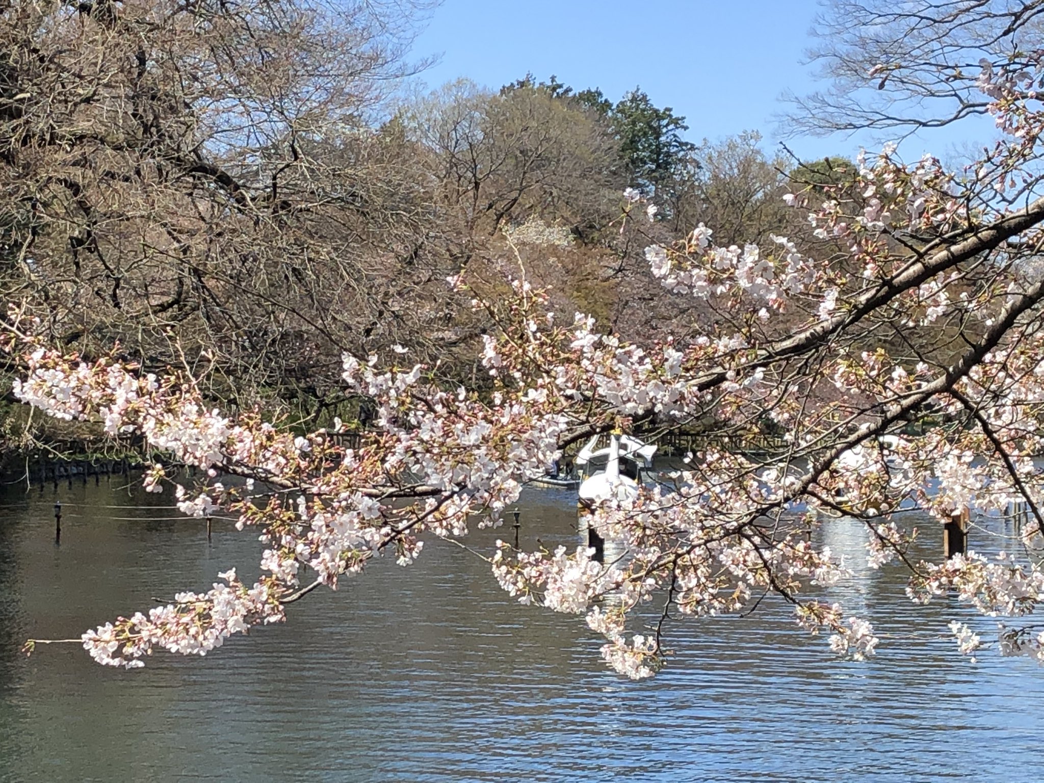 井の頭公園桜 Twitter Search Twitter