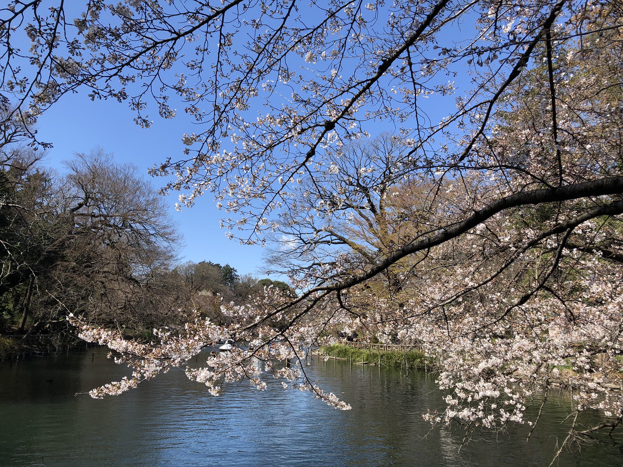 井の頭公園桜 Twitter Search Twitter