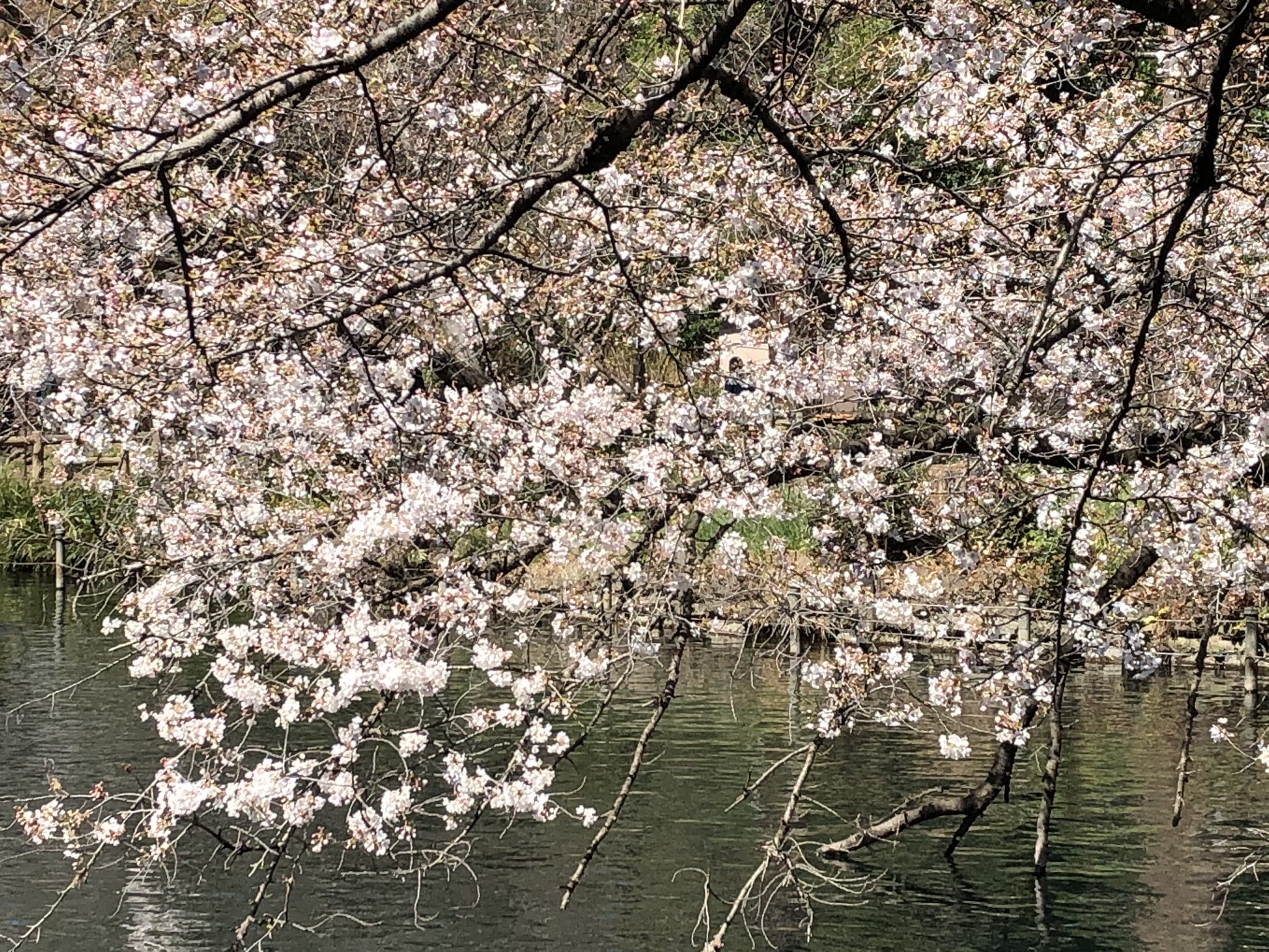 井の頭公園桜 Twitter Search Twitter