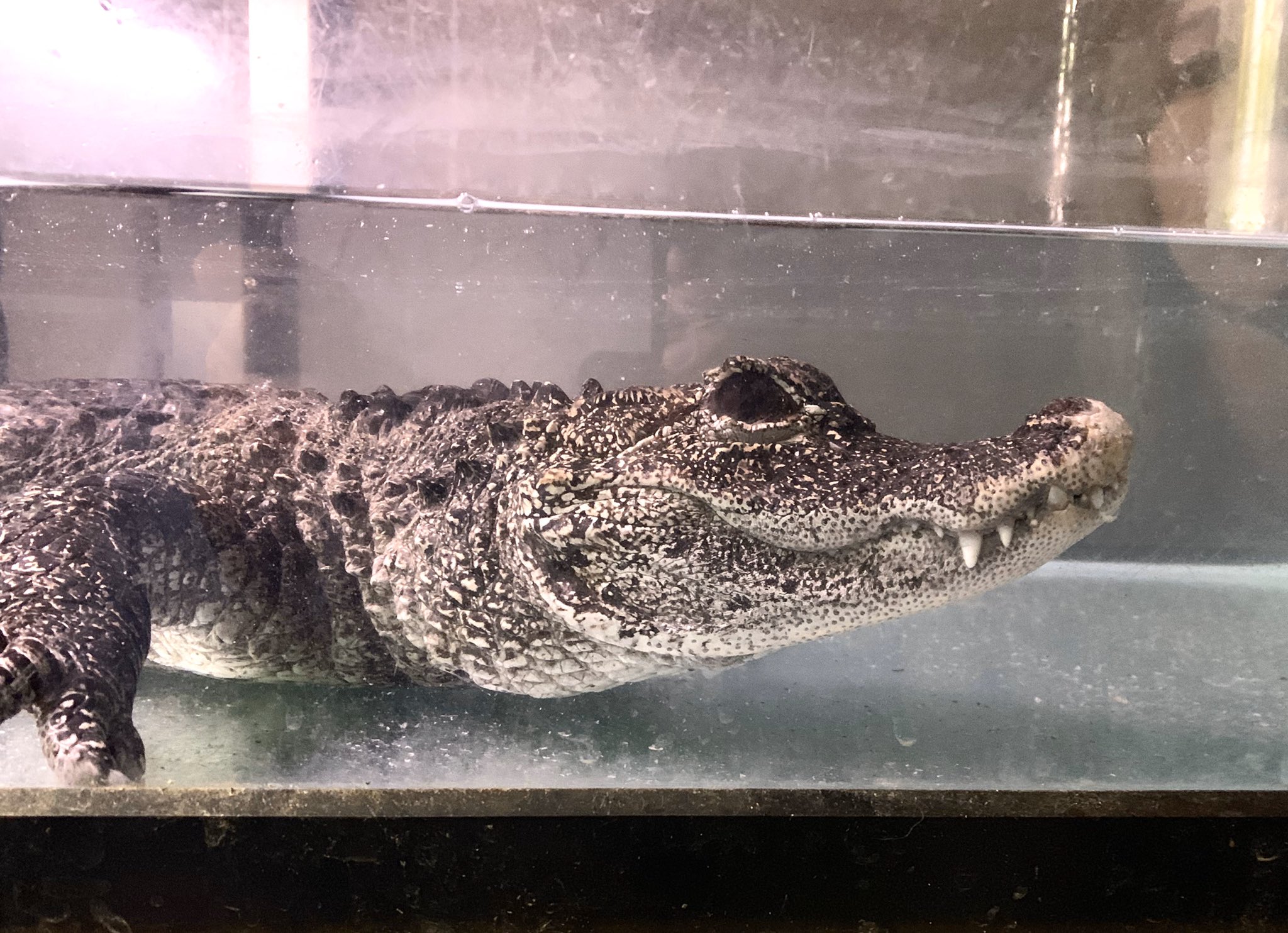 トコチャンプル まだ間に合います ベタ慣れ飼い込み個体 ヨウスコウワニ 1999 中国c B メス 全長125cm 125万 税別 登録記号番号第190 号 有効期限24年9月13日 川崎市指令衛生第1002号 加納稔氏の委託販売 メールではなく必ずお電話でお トコチャンプル まだ間に合います ベタ慣れ飼い込み個体 ヨウスコウワニ 1999 中国c B メス 全長125cm 125万 税別 登録記号番号第190 号 有効期限24年9月13日 川崎市指令衛生第1002号 加納稔氏の委託販売 メールではなく必ずお電話でお