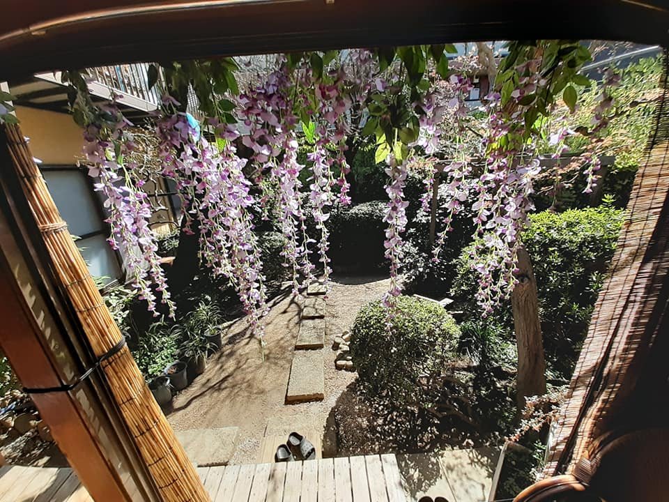 和室すたじお天野家 あまのや 藤の花 の造花をあしらえると今度は春の景色に見えませんか 自然の木々と 造花をコラボすると 奥行きが出てきますよ 都内 撮影スタジオ 撮影 スタジオ 日本家屋 コスプレ 鬼滅の刃 ムービー グラビア 再現 Cm 和室すたじお天野家 あまのや 藤の花 の造花をあしらえると今度は春の景色に見えませんか 自然の木々と 造花をコラボすると 奥行きが出てきますよ 都内 撮影スタジオ 撮影 スタジオ 日本家屋 コスプレ 鬼滅の刃 ムービー グラビア 再現 Cm