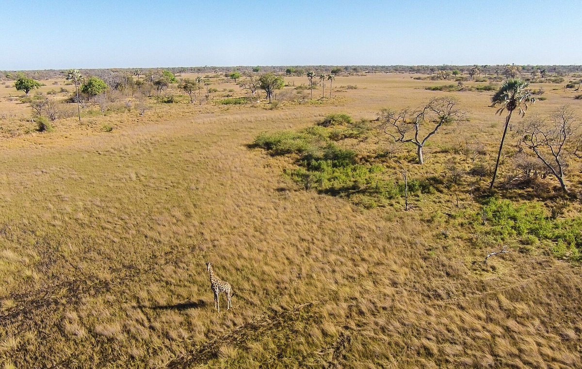 A magnificent bird's- eye view of Moremi.

Can you spot the giraffe?

#safari #Botswana #wildlife #wildlifesafari #africa #travel