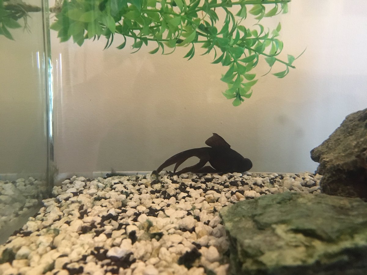 Maria Schaerer tweet media