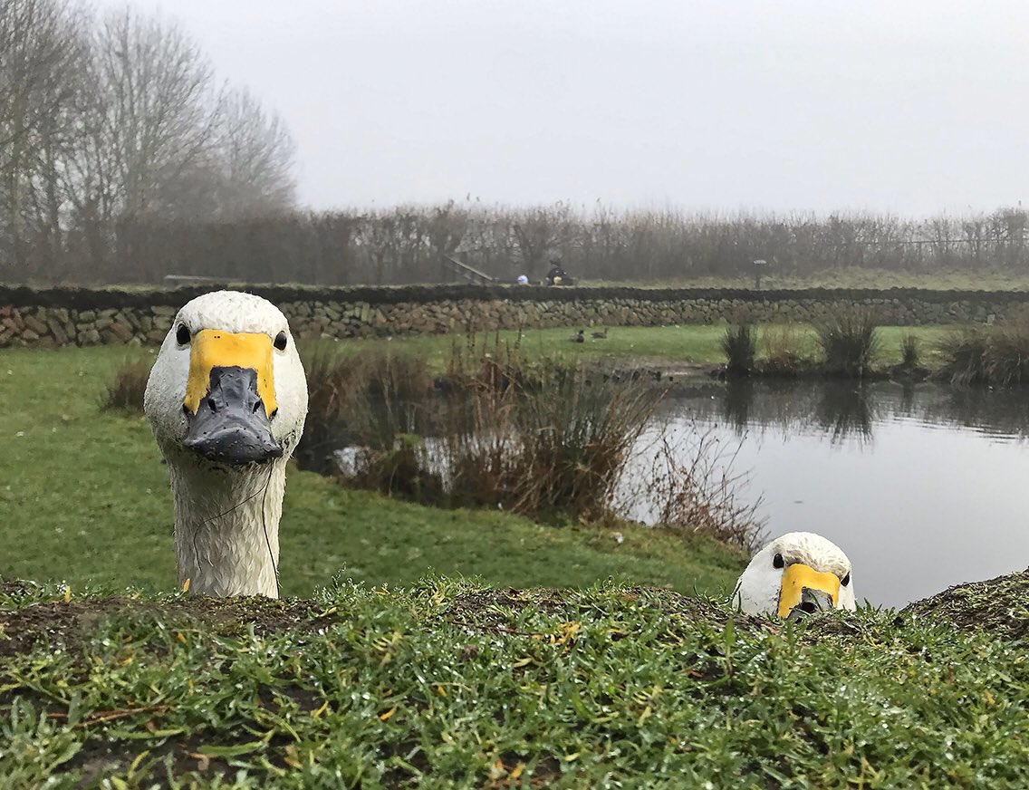 wildlondonpics's tweet photo. Well done Chris @SIBirdClub love the sound of this &amp;the sentiment is spot on. Not exactly a spot but I did enjoy the humour in this shot I took recently &amp;for sure we could all do with a laugh right now. Keep safe &amp;keep up the good work. A couple of cheeky #Berwicks @WWTLondon https://t.co/iSczaOeSRw