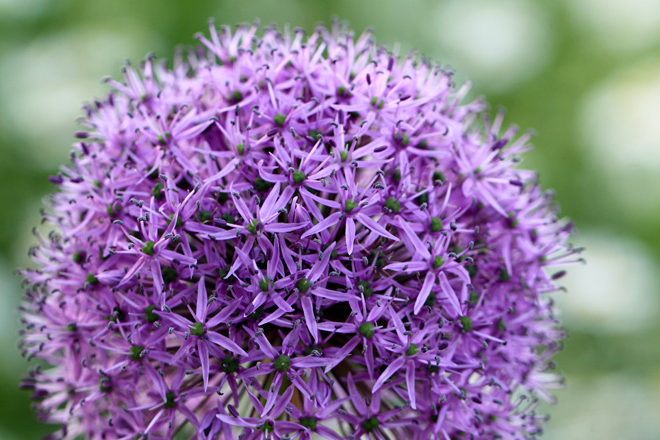 切ない花言葉 A Twitter アリウム ギガンチューム 星の形をした小さな花が無数に咲き ボール状の形となる花 花言葉は 無限の悲しみ