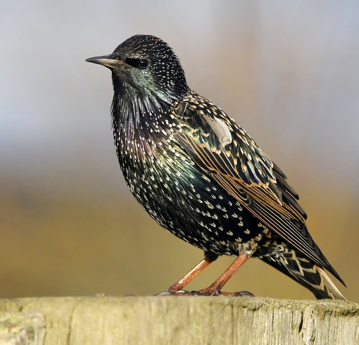 Starling Often arriving in gardens in noisy bickering groups, like a gang of rowdy avian teenagers, they hoover up fat & seed mix like miniature feathered vacuum cleaners!Superficially black birds, they're actually quite colourful in good light. #SelfIsolationBirdWatch 
