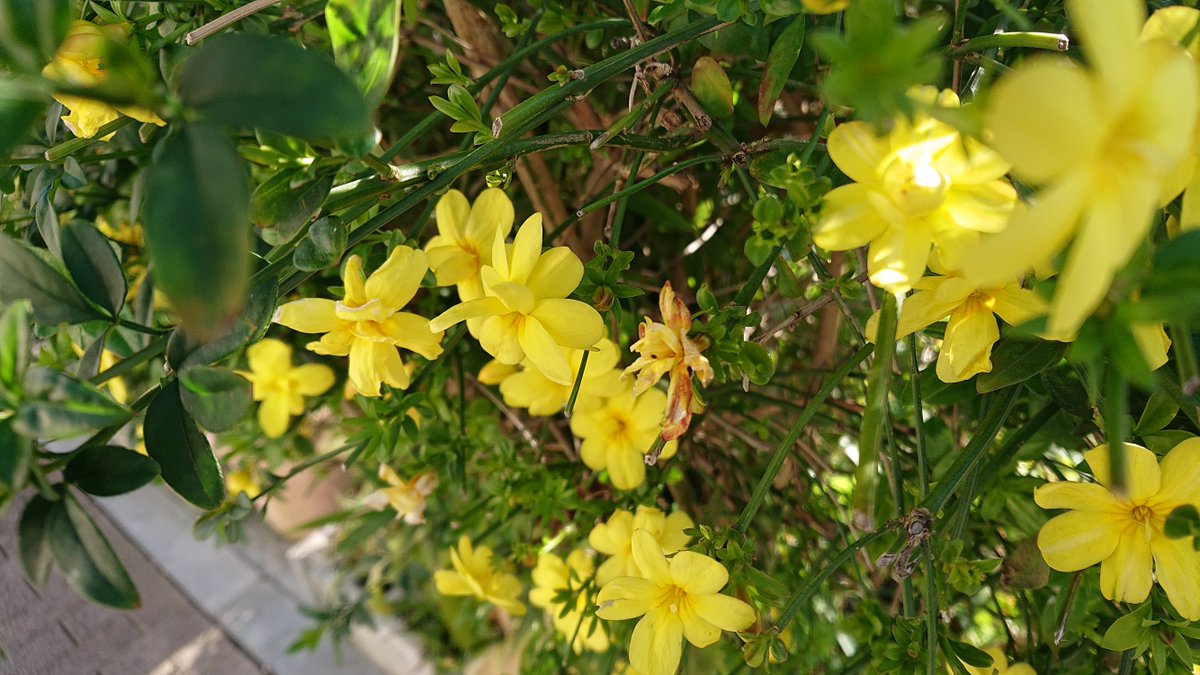 春なす در توییتر 花写真 黄梅 オウバイ 迎春花 ゲイシュンカ