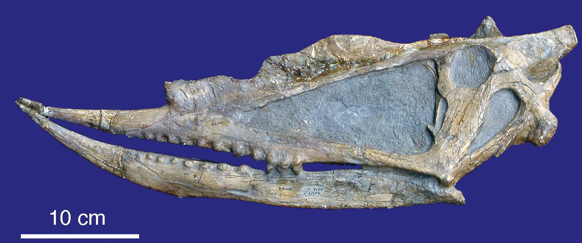  #Pterosaur of the day D: Dsungaripterus "Junggar wing". Lived in China during the Early Cretaceous. Amazing upturned jaws and anvil-shaped teeth, thought to be adapted for crushing mollusc and crustacean shells found on beaches  #FossilFriday (Photo Sues 2019) 1/3