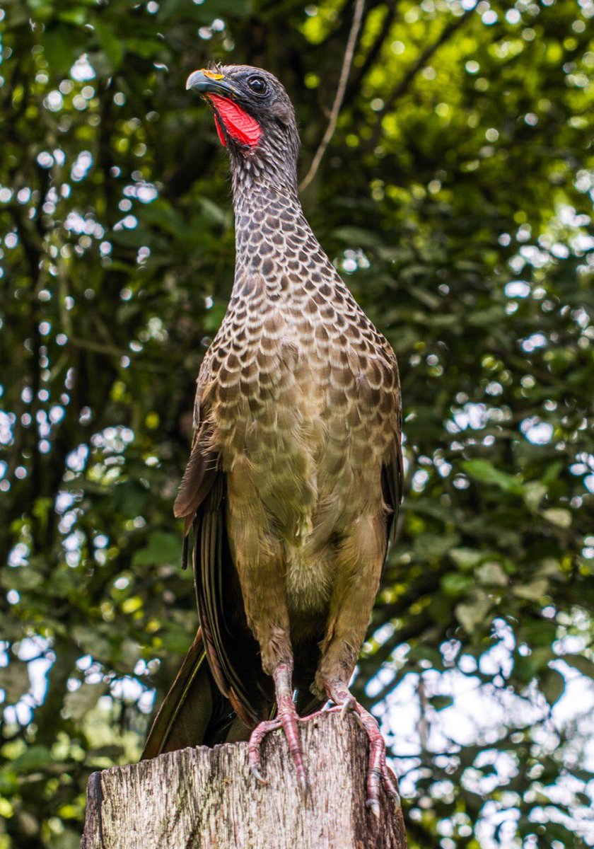 Mauricio Olaya tweet media