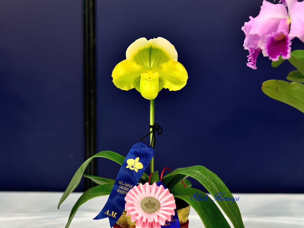 翔 Paph Pacific Lake Nobuto Amarillo Star X Emerald Lake 1 2 パフィオペディラム Paphiopedilum Paph Orchids Flowers Orchidshare サンシャインらん展 蘭 サンシャインシティ T Co Ba866eegji 翔 Paph Pacific Lake Nobuto Amarillo Star X Emerald Lake 1 2 パフィオペディラム Paphiopedilum Paph Orchids Flowers Orchidshare サンシャインらん展 蘭 サンシャインシティ T Co Ba866eegji