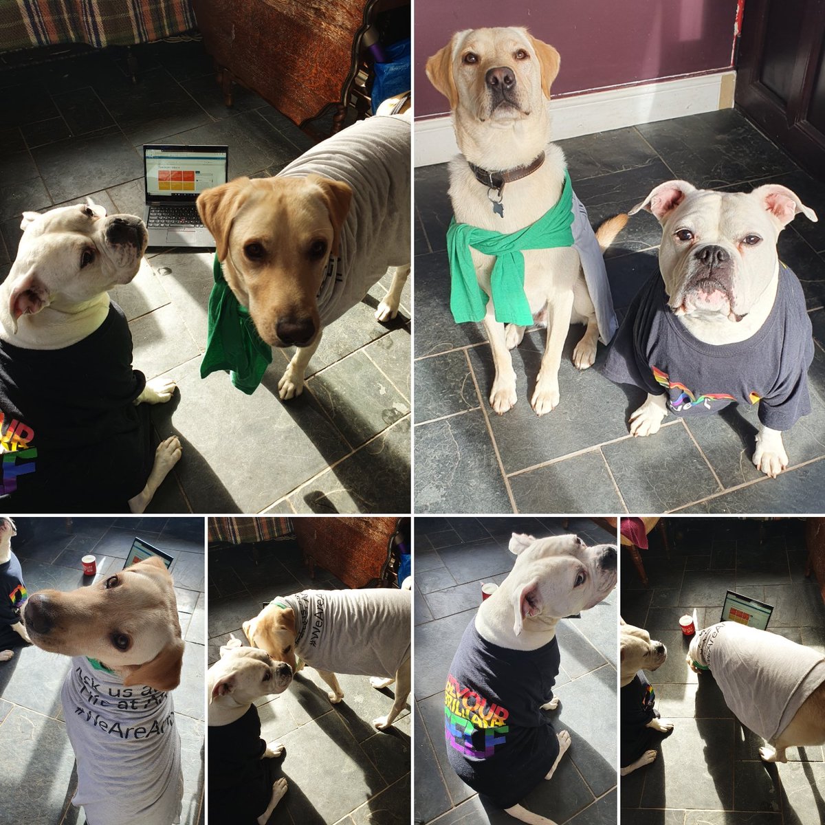 AliEStripling's tweet photo. #WFH when your coworkers are dog and just like you, they're too distracted by treats!! #WeAreArm #LifeAtArm #DogsofTwittter https://t.co/EWk2vq2otd