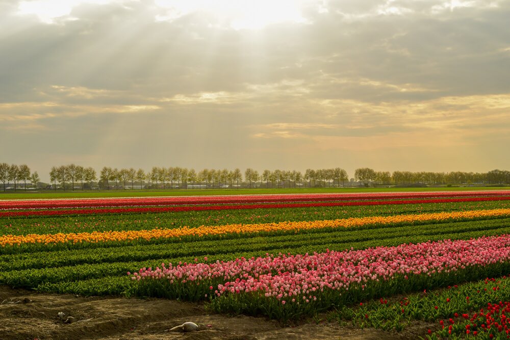 Welcome to #FlashbackFridayz. 

With the world in need in renewal, our theme is #Spring. 

Tag and retweet hosts <a href="/Adventuringgal/">Cynthia | Adventuring Woman</a> <a href="/TravelBugsWorld/">Travel Bugs World ✈️🐞🌎</a> <a href="/carpediemeire/">John @CarpeDiemEire</a> and guest hosts <a href="/KaliTravel/">KaliTravel</a> &amp; @OfficialBoarder. 

Share your #Spring memories with the hashtag. 

#Spring in Holland.