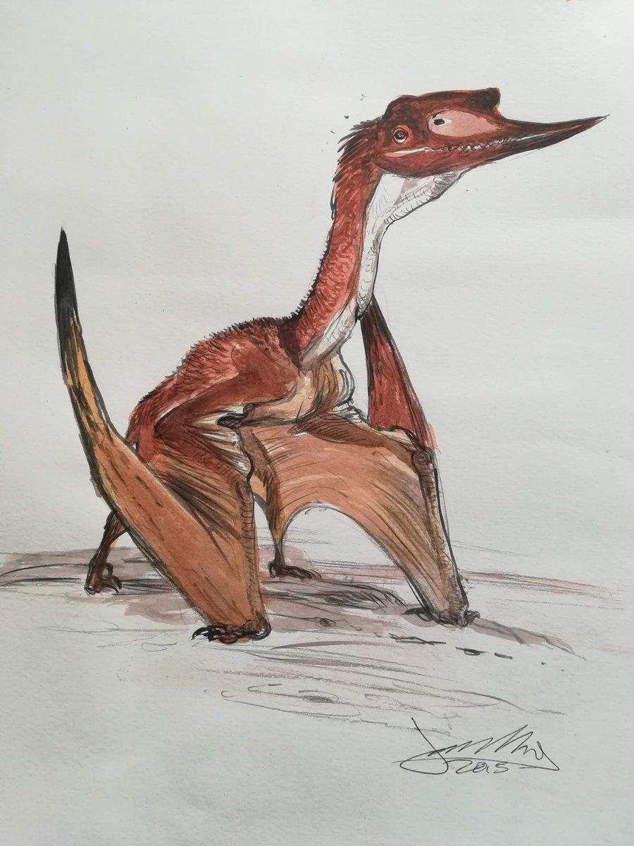 Lovely  #palaeoart reconstruction (here dubbed, "Rusty") by James McKay, who did this piece for me in 2015. The Dsungaripterus skeleton is relatively robust which has led to suggestions that it was, by pterosaur standards, a competent walker and even runner 3/3