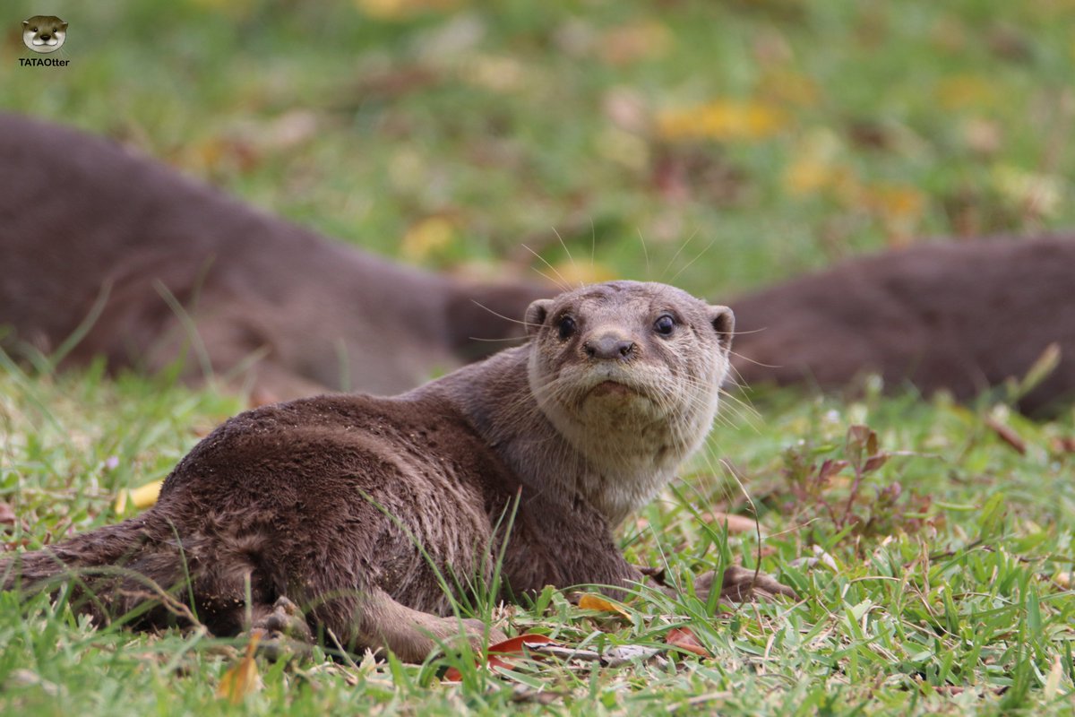 ビロードカワウソ Smoothcoated otter JapaneseClass.jp